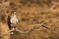 The Bonelli`s eagle Aquila fasciata, female sitting on the branch above the large valley with yellow background Royalty Free Stock Photo