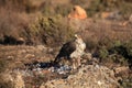 The Bonelli`s eagle Aquila fasciata, female sitting on the rock. A large eagle from the Spanish mountains where it ate prey Royalty Free Stock Photo