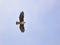 Bonelli`s Eagle, Greece Royalty Free Stock Photo