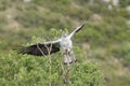 Bonelli's Eagle (Aquila fasciata) Royalty Free Stock Photo