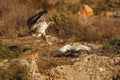 The Bonelli`s eagle Aquila fasciata, male eagle attacking the pigeon Columba livia