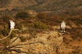 The Bonelli`s eagle Aquila fasciata pair on dry branches Royalty Free Stock Photo