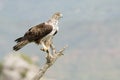 Bonelli's Eagle (Aquila fasciata) Royalty Free Stock Photo