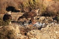 The Bonelli`s eagle Aquila fasciata on a rock.Pair of rthe eagles with prey
