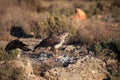 The Bonelli`s eagle Aquila fasciata on a rock with prey. A pair of hawk eagles on a rock in the Spanish mountains