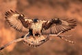 The Bonelli`s eagle Aquila fasciata young female lands on a dry branch with orange rocks as a background. A large eagle in