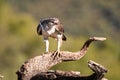 Bonelli`s eagle