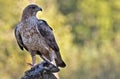 Bonelli`s eagle Royalty Free Stock Photo