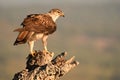 Bonelli`s Eagle catches its territory