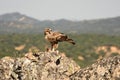 Bonelli`s Eagle catches its territory with prey Royalty Free Stock Photo