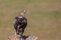 Bonelli`s eagle closeup, Andalusia, Spain Royalty Free Stock Photo