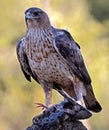 Bonelli`s eagle with a dove Royalty Free Stock Photo