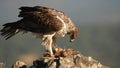 Bonelli`s eagle eats a rabbit on the rock