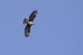 Bonelli`s Eagle, Greece Royalty Free Stock Photo