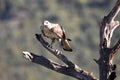 Bonelli`s Eagle with its prey on its perch Royalty Free Stock Photo