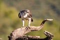 Bonelli`s Eagle with its prey on its perch Royalty Free Stock Photo