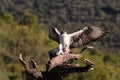 Bonelli`s Eagle with its prey on its perch Royalty Free Stock Photo