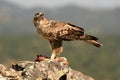 Bonelli`s eagle observes from her innkeeper in the field Royalty Free Stock Photo