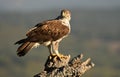 Bonelli`s eagle perched on a cork oak tree watchtower Royalty Free Stock Photo