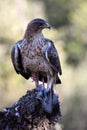 Bonelli`s eagle poses in the field Royalty Free Stock Photo