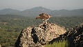 Bonelli`s Eagle with the San Pedro mountain in the background. Extremadura Spain