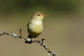 Bonelli's Warbler,( Phylloscopus bonelli ) Royalty Free Stock Photo