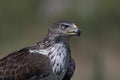 Bonellis eagle Aquila fasciata Royalty Free Stock Photo