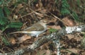 Bonellis warbler, Phylloscopus bonelli Royalty Free Stock Photo