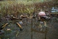 Bones, animal`s remains, construction helmet and gas mask in the mud in Chernobyl ghost town Royalty Free Stock Photo