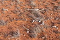 Bones of a dead kangaroo killed by a car over red ground next to a road. Desert, dry landscape. Cape Range National Park, Western Royalty Free Stock Photo