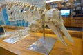 Bones of a Dolphin in a museum Royalty Free Stock Photo