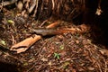 Bones of an eastern moa