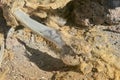 Bones and flesh at Colorada Lagoon - South of Bolivia.