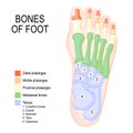 Bones of foot