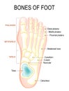 Bones of foot