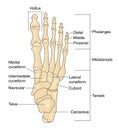 Bones of the foot, labeled Royalty Free Stock Photo