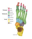 Bones of the Foot .Tarsals or tarsus, Metatarsals, Phalanges Royalty Free Stock Photo