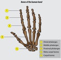 Bones of the hand anatomy of the hand bones vector illustration drawing Royalty Free Stock Photo
