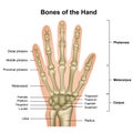 Bones of the hand medical vector illustration isolated on white background