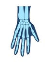 Bones of the hands, the hand, the structure of the hands, arms anatomy, human hand. Vector illustration Royalty Free Stock Photo