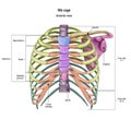 Bones of the human chest. Rib cage bones with the name and description of all sites. Anterior view. Human anatomy.