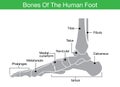 Bones of the human foot