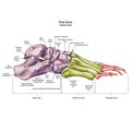 Bones of the human foot with the name and description of all sites. Lateral view. Human anatomy.