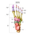Bones of the human foot with the name and description of all sites. Superior view. Human anatomy