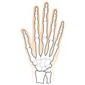 Bones Of The Human Hand