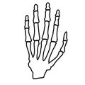 Bones of the human hand.Human anatomy Royalty Free Stock Photo