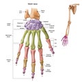 Bones of the human hand with the name and description of all sites. Human anatomy.