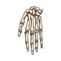 Bones of a human hand. Skeleton part anatomy lineart style image. Vector stock outline silhouette Royalty Free Stock Photo