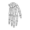 Bones of a human hand. Skeleton part anatomy lineart style image. Vector stock outline silhouette