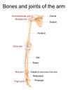 Bones and joints of the arm, forearm, and hand